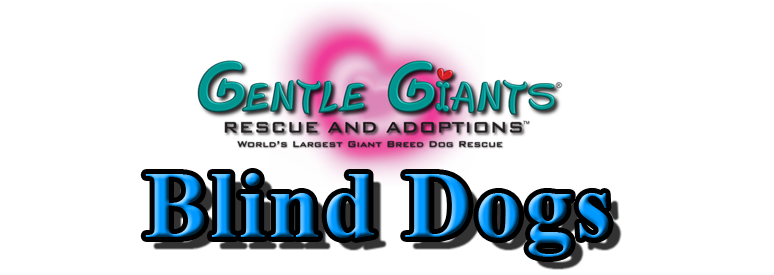 Blind Dogs at Gentle Giants Rescue and Adoptions